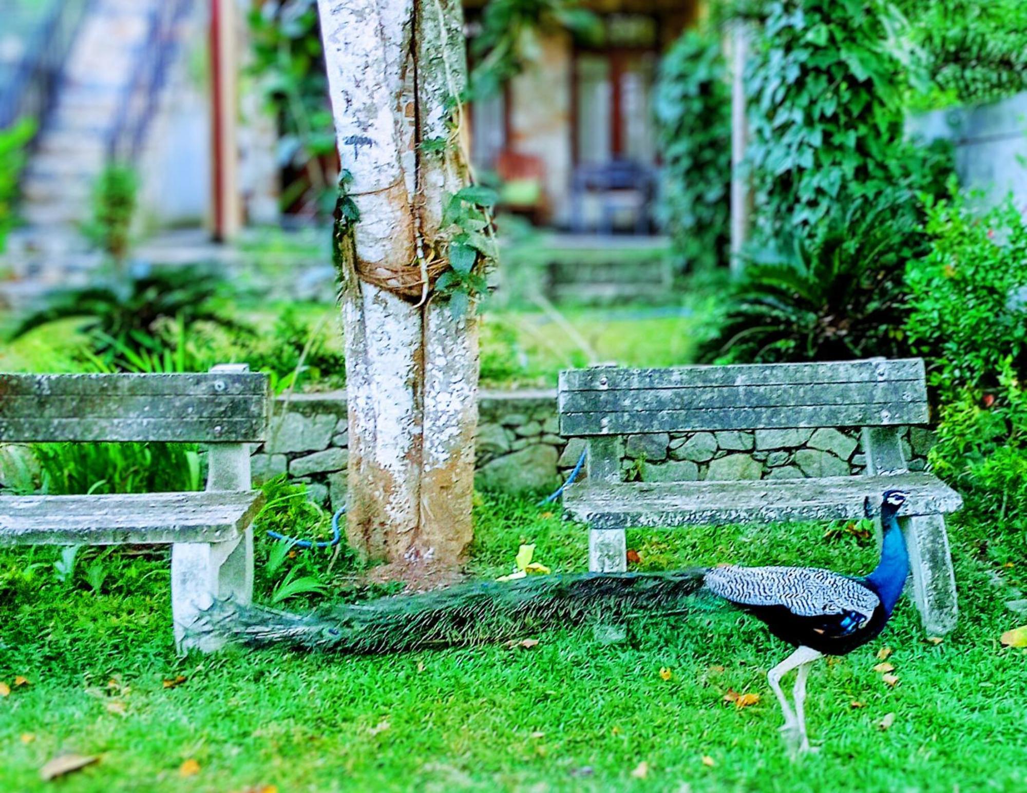Amour At Turtle Beach Tangalle Exterior photo