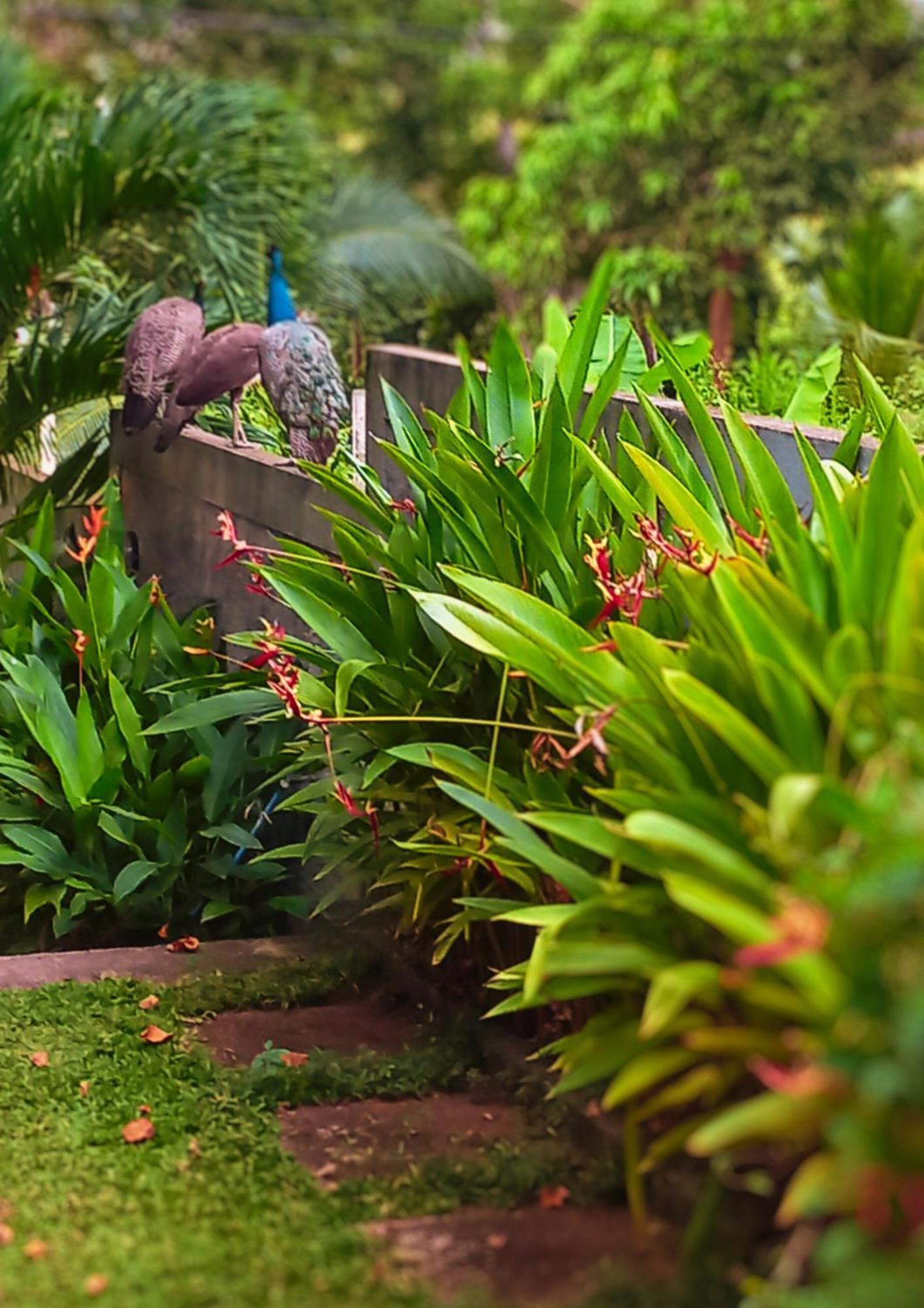 Amour At Turtle Beach Tangalle Exterior photo